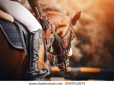 A rider rides a fast bay racehorse in the saddle, holding its reins with his hands on a sunny day. Equestrian competitions in show jumping. Horse riding. Royalty-Free Stock Photo #2044912874