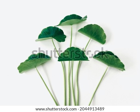 Isolated for Penny wort with delicate branches,dark green color on White background.