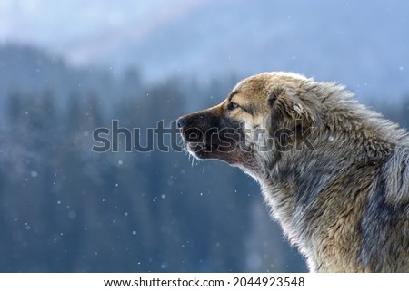Romanian Mioritic Shepherd Dog staying allert in snow winter cold. This is a large breed of livestock guardian dog that originated in the Carpathian Mountains of Romania
