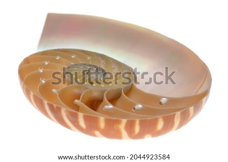 Nautilus pompilius, living fossil mollusca. Chambered Nautilus shell cutaway isolated on white. Shell pearl nautilus Fibonacci section spiral pearl symmetry half cross golden ratio mother of pearl Royalty-Free Stock Photo #2044923584
