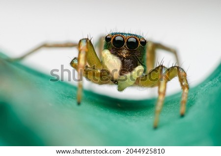macro shot of a jumping spider