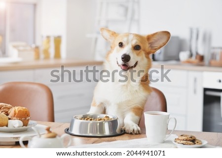 Cute funny dog at table in kitchen Royalty-Free Stock Photo #2044941071