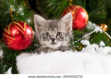 Cute gray kitten is preparing for Christmas and New Year, looks into the camera against the background of a tree with balls.