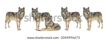 wolfs snow isolated on white background