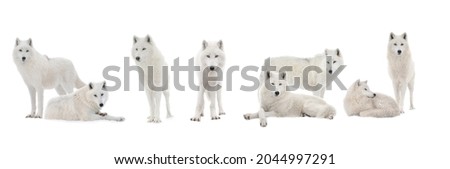  polar wolves isolated on white background
