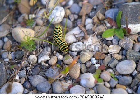 Caterpillar of swallowtail butterfly on leaf and stones at City of Zürich. Photo taken September 9th, 2021, Zurich, Switzerland.