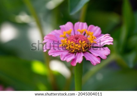 Blossom lilac zinnia flower on a green background on a summer day macro photography. Blooming zinnia with violet petals close-up photo in summertime. 