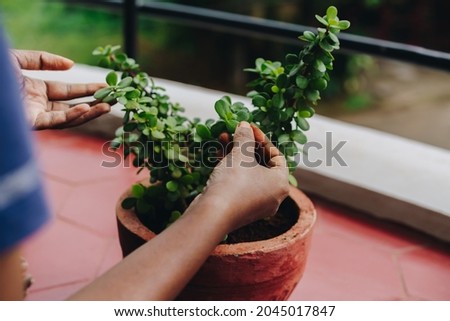 Hands holding a jade plant in a pot on a balcony