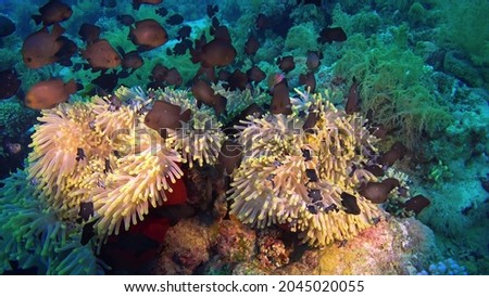 The ocean is a natural wonder of the world with the largest living structure on our planet. Fish corals algae