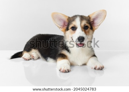 Furry friend. Beautiful corgi dog lying on floor and looking at camera isolated over white background. Concept of motion, pets love, animal life. Looks happy, graceful, playful. Copy space for ad Royalty-Free Stock Photo #2045024783