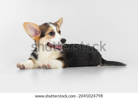 Sweet and cute corgi dog, puppy calmly lying on floor isolated over white background. Concept of motion, movement, pets love, animal life. Looks delighted. Copyspace for ad, design.