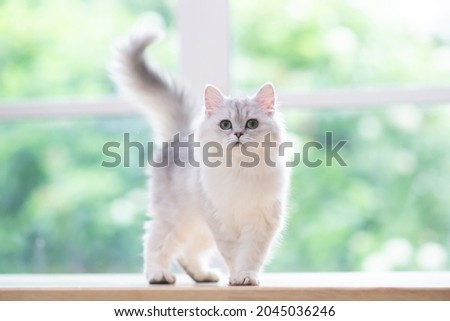 Cute persian cat sitting on wood table Royalty-Free Stock Photo #2045036246