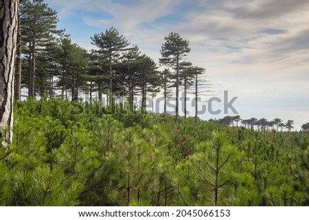 the concept of discovery and hiking, nature and freedom. Green pine mountain forest in scenic mountains. scenic Shaan-kai mountain in the background