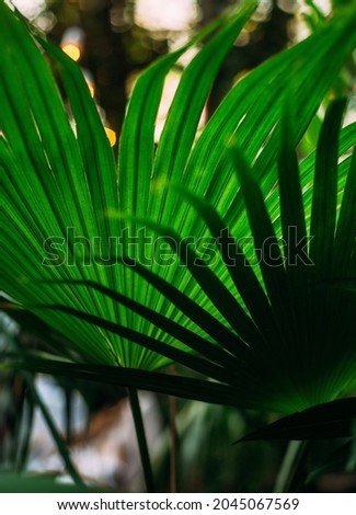 Palm leaves in the light of yellow bulbs. Botanical Garden. Abstract background