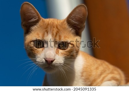 Against the background of the blue sky and the orange wall, the yellow eyes of the ginger kitten look at the viewer from the roof of the house. Wallpaper blue sky and ginger cat