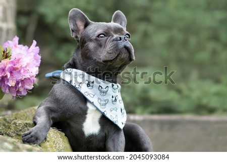 Black French Bulldog dog with healthy long nose and wide nostrils Royalty-Free Stock Photo #2045093084