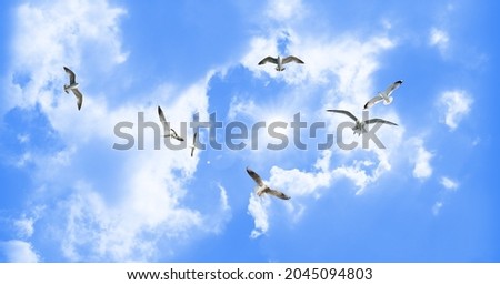 Flock of birds flying under beautiful sunny sky and clouds. Seagulls soaring in the sunny sky. view of the sky from the bottom up