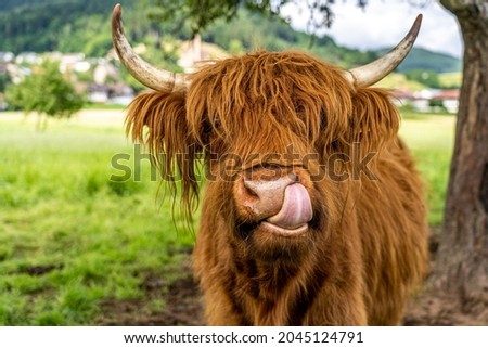 highland cow on meadow in kinzig valley, black forest, germany Royalty-Free Stock Photo #2045124791