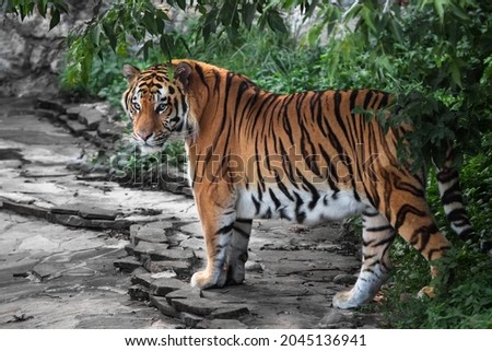 A bright red Amur tiger who has come out from the green jungle onto a stone road looks at you inquiringly Royalty-Free Stock Photo #2045136941