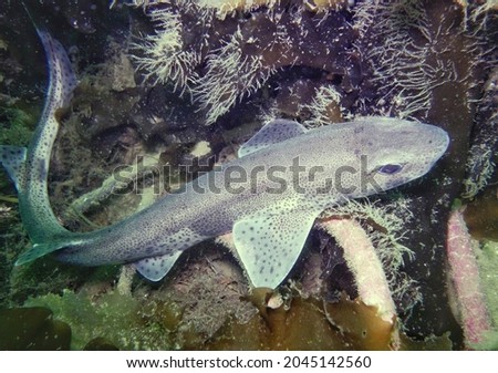 Dogfish on the wreck of the F2, Scapa Flow Royalty-Free Stock Photo #2045142560