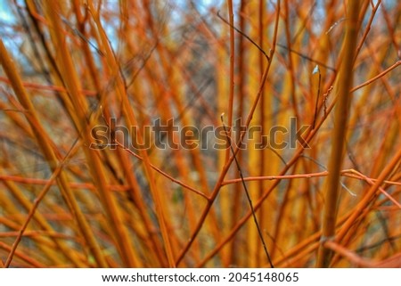autumn orange willow branchesin an abstract closeup