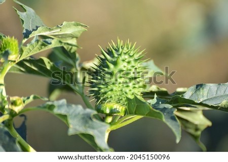 In the wild grows a poisonous and medicinal plant - Datura stramonium Royalty-Free Stock Photo #2045150096