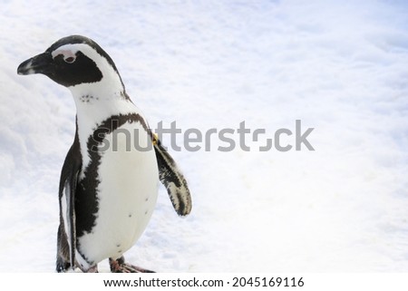 Beautiful funny penguin against the background of white snow in winter, out of focus