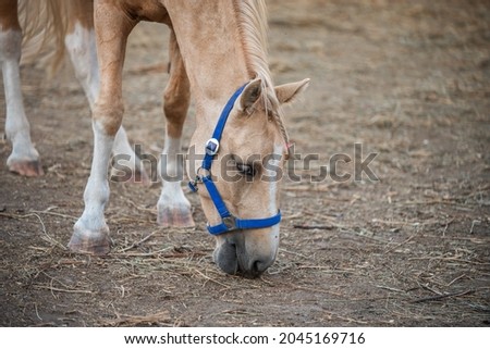 beige horse on a ranch close up