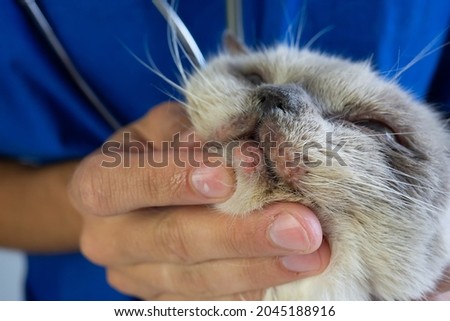 Allergic redness on the cat face. Dermatological problems in pets Royalty-Free Stock Photo #2045188916