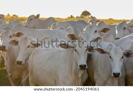 Nelore cattle in Bananeiras, Paraíba, Brazil. Royalty-Free Stock Photo #2045194061