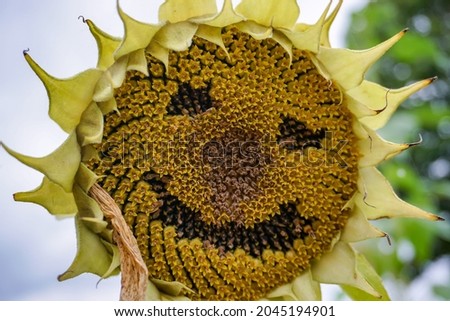 Close up of sunflower with a happy face.