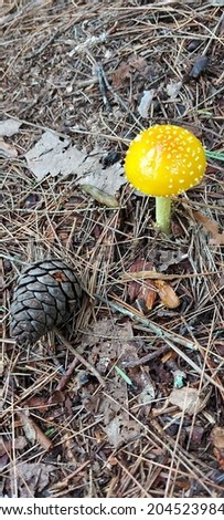 Beautiful end of summer picture of a mushroom and pine cone 