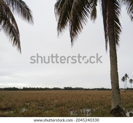 dry rice fields and slightly cloudy clouds
