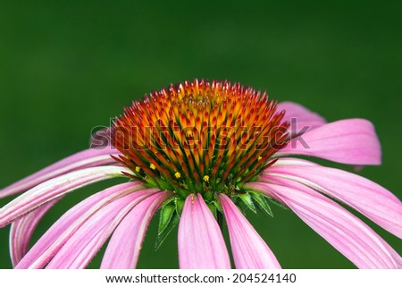 Close-Up of a Purple Coneflower