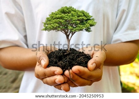 A seedling growing on the soil in a woman's hand, afforestation and forest conservation concept. Royalty-Free Stock Photo #2045250953