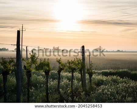 Fog at sunrise at lake Neusiedl near Oggau with vineyard in the foreground Royalty-Free Stock Photo #2045258453