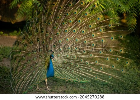 Indian peacock (Pavo cristatus) - peafowl with open tail, beautiful representative exemplar of male peacock in great metalic colors. Peacock feathers, peacock eye Royalty-Free Stock Photo #2045270288