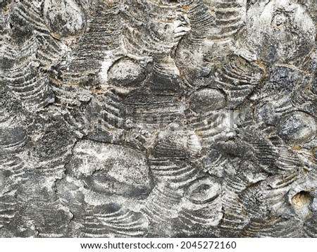 Abstract sculpted concrete fossil shapes monochromatic horizontal background texture