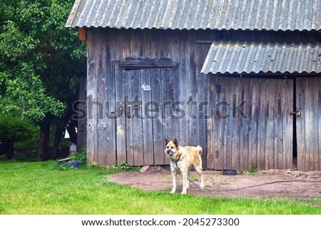 Watchdog on the chain near the old wooden barn Royalty-Free Stock Photo #2045273300