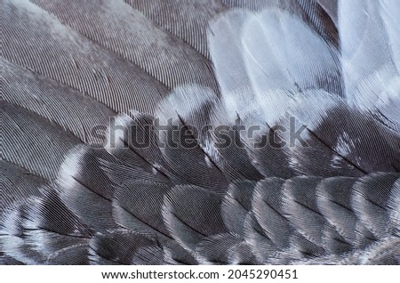 Grey and white feathers on the wing of a wild duck as a background. Close-up colorful bird's feathers background texture. Selective focus.
