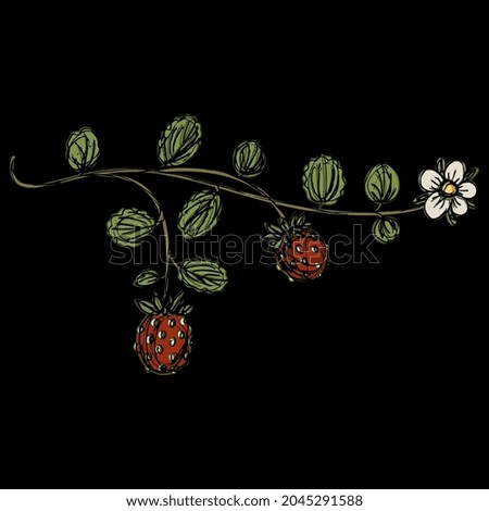 Branch of strawberry plant with ripe red berries, green leaves and white flower. Illuminated manuscript floral motif. Hand drawn colorful rough sketch. On black background.