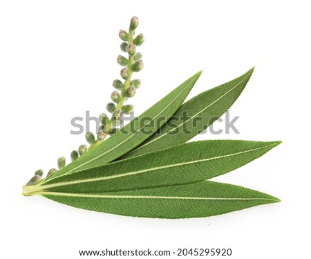 Tea tree, Melaleuca twig with dried leaves and seeds isolated on white background. Royalty-Free Stock Photo #2045295920