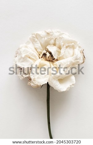 dry flower rose close up beige color top view on white background. macro flower.Minimal floral card. interior poster Royalty-Free Stock Photo #2045303720