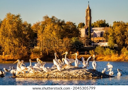 group of white americans pelicans in the nature with town in the back ground, from laguna grande zacatezas mexico Royalty-Free Stock Photo #2045305799
