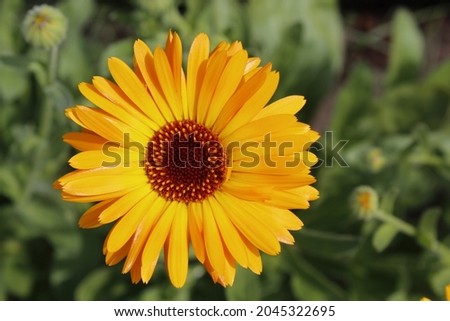 bright orange flower in the garden close up