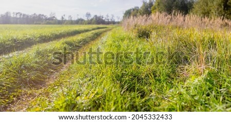 Country landscape with a road and trees around. Copy space. Beautiful nature background.