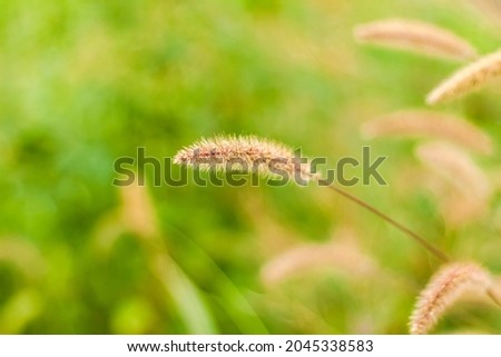 Meadow field with fluffy grass. Summer spring natural landscape. Green landscape background for a postcard, banner or poster. Close-up macro photography, selective focusing.