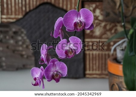 the purple orchid is flower growing 