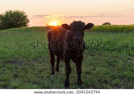 Black calf tied with a chain in the pasture against the evening sky with setting sun in back sunlight
