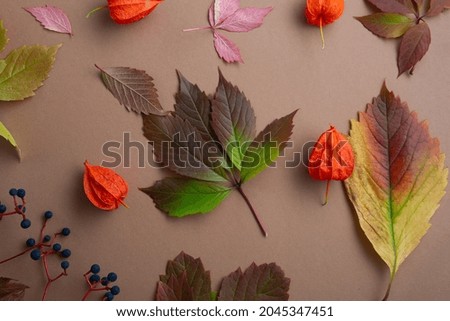 Autumn composition dried colour leaves 